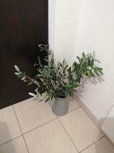 Le soleil d Eugènie appartement dans résidence avec Piscine commune près de Carcassonne