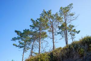 Appartements La Caletta Corsa Apartments con due camere a 100 m dal mare - WiFi fibra FTTH - ALL INCLUSIVE : photos des chambres