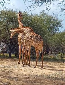 Kudus Crest Bush Retreat