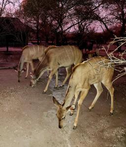 Kudus Crest Bush Retreat