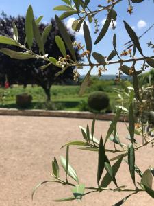 Appartements Les Gites de La Petite Campagne : photos des chambres