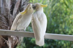 Airlie Beach Eco Cabins - Adults Only