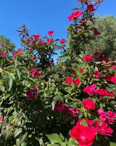 Agriturismo TorreBianca