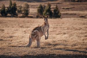 2600 Wolgan Valley, Newnes, Newnes, 2790, Australia.