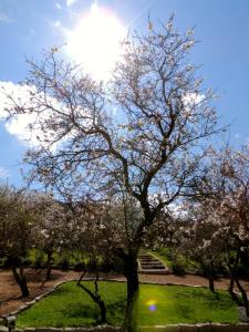 Auberges Domaine Pozzo di Mastri : photos des chambres