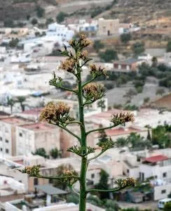 Nijar bella y su Parque Natural Cabo de Gata - El Viso