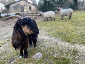 Chalets Chalet les Bleuets 12p - babyfoot & Wii : photos des chambres