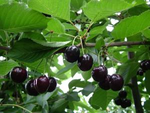 Vakantiechalet Jonagold 4 personen