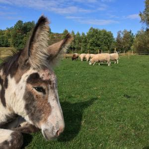 La Maison Rouge de Slätten Bed and Breakfast