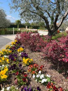 Agricamping Al grappolo diVino
