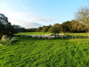 Chicchiritanos img16