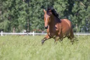 Pferdeidylle direkt neben Berlin in Dallgow - Wustermark