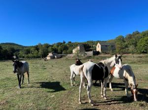 Maisons de vacances Les Distinguees - L Ayral : photos des chambres