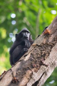 K2 Lembeh Dive Resort