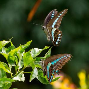 K2 Lembeh Dive Resort