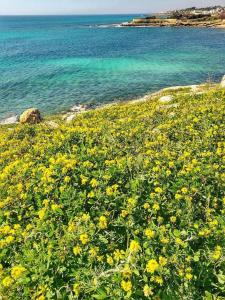 Home Salento 2