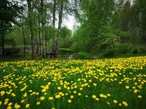 Nad stawem - 索尔克维蒂