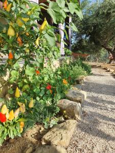 Hakuna Matata Holidays Agalia with airco & pool in Greek Olive Grove