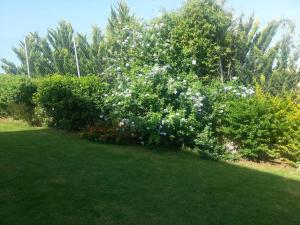 Ermis house