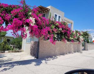 obrázek - Μπουκαμβίλια/Bougainvillea tree