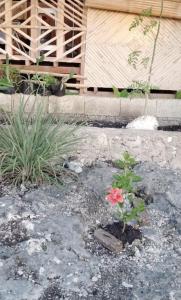 Homestead Farm PayagBahay Kubo