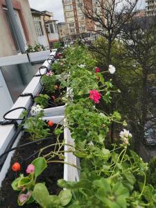 Bloom Box Apartments