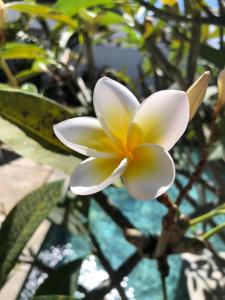 Villalina : Cosy, piscine privée, proche Grand Baie et plages