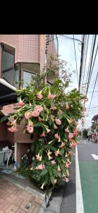 東洋の家-26 square meter Treadmi Garden House101