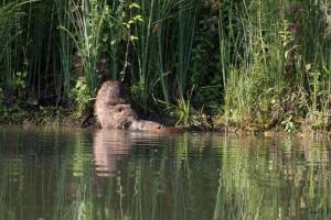 Chalets La cabane sur le lac aux Temps des Sources : photos des chambres