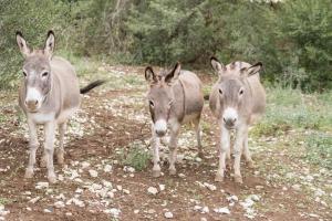 Campings Roulottes et Cabanes de Saint Cerice : photos des chambres