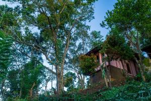 The Woods - Birding, Farming & Eco Living