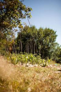 Maisons de vacances Les Jardins de Lacamp, un paradis en sud Cevennes : photos des chambres