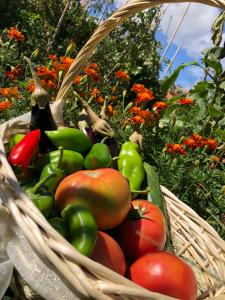 Sofra e Vjeter Sofo Tragjas i Vjeter