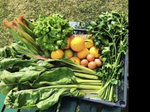 Casa el Mirlo: Paraíso rural con piscina y hermosos jardines en Icod de los Vinos, Tenerife - ES-279-20