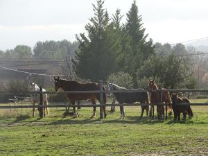 Maisons de vacances Maison individuelle 2 personnes dans gite d'Etape Equestre : photos des chambres