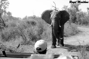 Wonderboom gate Madikwe Game Reserve Madikwe, 2874, South Africa.