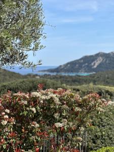 Villas Jolie bergerie avec piscine chauffee a 1 km de Santa Giulia : photos des chambres