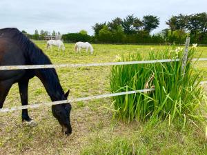 Maisons de vacances La Fleur des Marais - 3 chambres & jardin 400m2 : photos des chambres