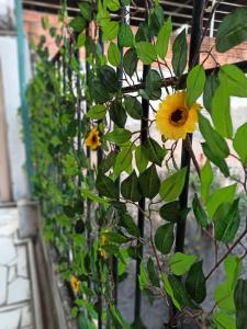 Varandas da Paulista