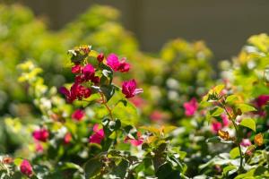 Villa Rodentia 3br pool Villa