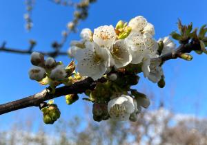 Maisons de vacances la Fleur Sauvage - Romantic holiday cottage Morvan : photos des chambres
