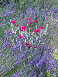 Maisons de vacances la Fleur Sauvage - Romantic holiday cottage Morvan : photos des chambres