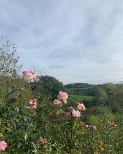 Maisons de vacances la Fleur Sauvage - Romantic holiday cottage Morvan : photos des chambres