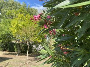 Maisons de vacances Le nid douillet du Chateau : photos des chambres