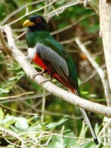 Sámara Tarantela Houses, Casa Guadua