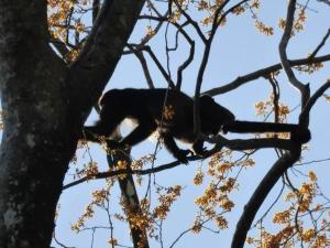 Sámara Tarantela Houses, Casa Sandal