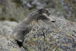 Haut de grange en pierre