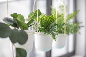 Cascasas The Green Apartment