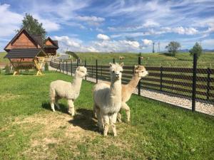 Osada Koniówka Domek D