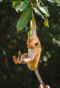 Big Game Yala - by Eco Team